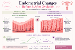 The effect of progesterone on the uterus lining after ovulation